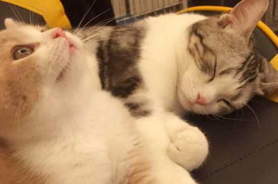 猫生病出现的症状