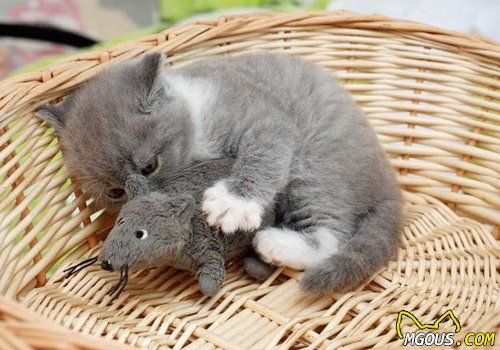 如何知道猫咪是否生病