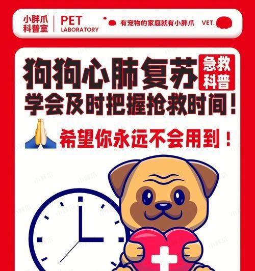 掌握宠物急救技能，千万不要慌张（掌握宠物急救技能，千万不要慌张）