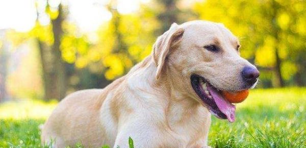 如何为您的宠物犬进行正确的锻炼（专家建议帮助您的犬健康成长）