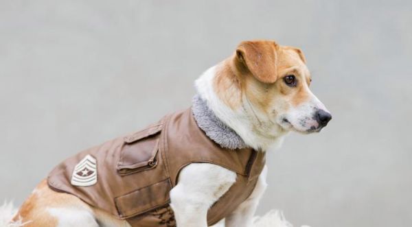 如何为您的宠物犬进行正确的锻炼（专家建议帮助您的犬健康成长）