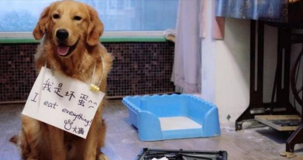 如何为您的宠物犬进行正确的锻炼（专家建议帮助您的犬健康成长）
