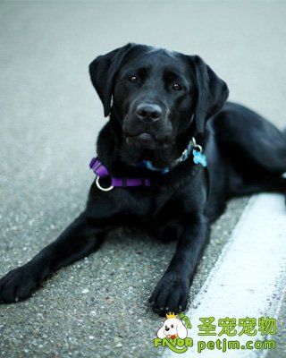 拉布拉多犬