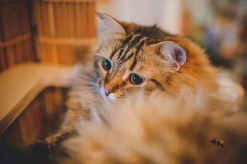 猫咪摄影APP,如何轻松拍出萌态?