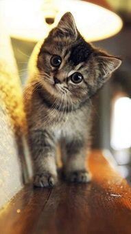 猫咪摄影APP,如何轻松拍出萌态?