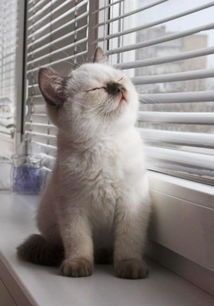 猫咪萌态写真,售价多少让你心动?