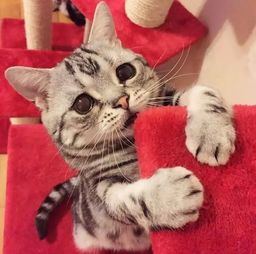 猫咪萌态写真,售价多少让你心动?
