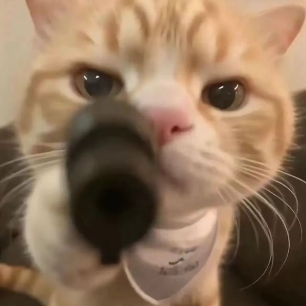 萌宠猫咪头像图片 q版可爱小猫咪图片大全
