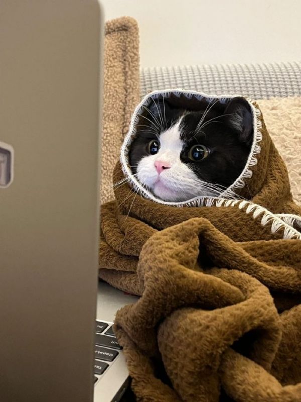 萌宠头像图片推荐_奶牛猫的图片可爱大全