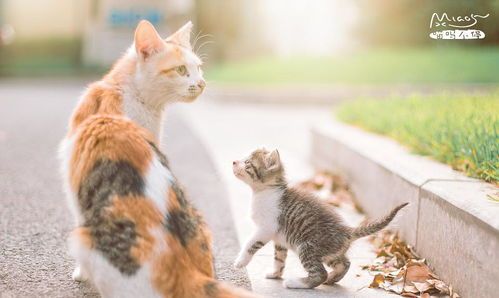 如何捕捉猫咪的萌态,让照片更生动?