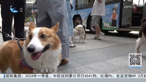 萌宠自拍秀,萌态百出!