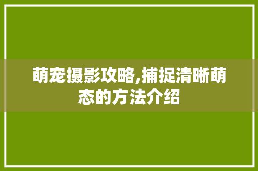 萌宠摄影攻略,捕捉清晰萌态的方法介绍