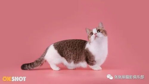 “如何给宠物拍出萌态,快来学学吧!”