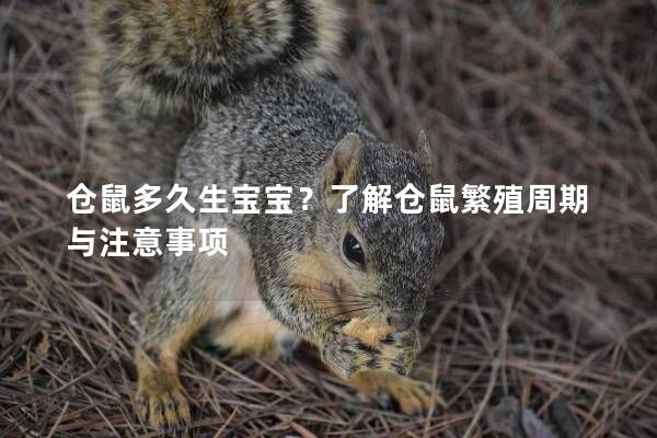 仓鼠多久生宝宝？了解仓鼠繁殖周期与注意事项