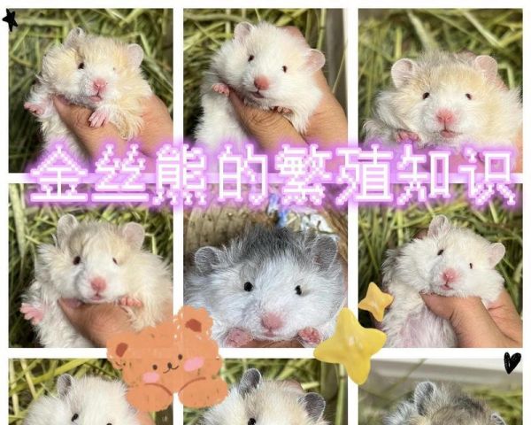 仓鼠繁殖的特点（了解仓鼠繁殖方式及繁殖期的重要性）