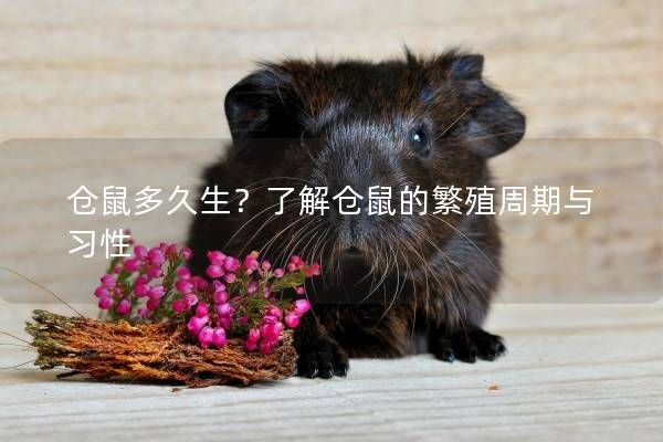 仓鼠多久生？了解仓鼠的繁殖周期与习性