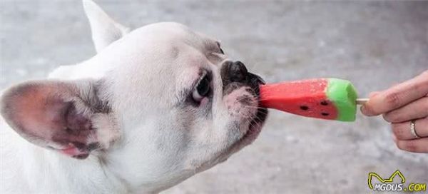 训练狗狗时，给狗狗奖励食物到底对不对？是不是只能给吃的？