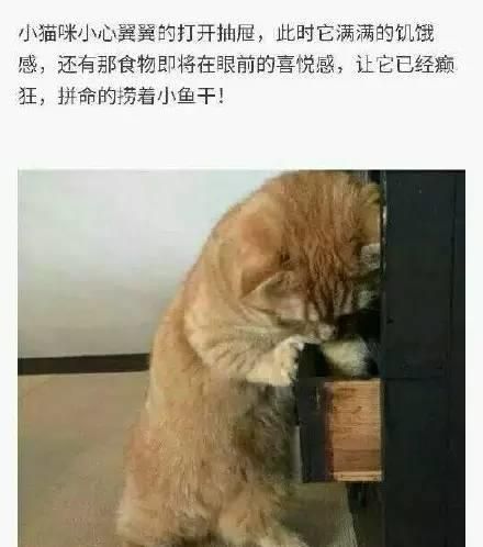 “宠物养殖小技巧,鱼塘变宠物乐园!”