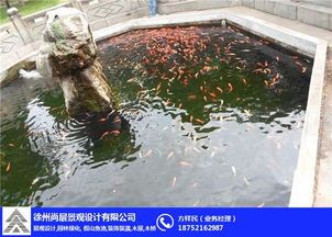鱼塘建设攻略,宠物鱼塘打造全解析