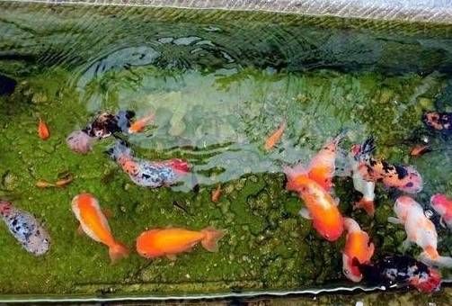 养鱼达人必备！宠物鱼塘，赚钱还是乐趣？