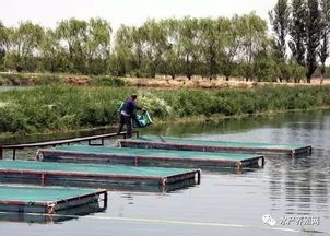 “宠物乐园,鱼塘焕新,轻松清淤泥!”