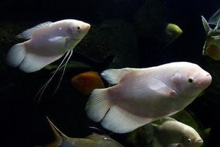 鱼塘养哪些鱼招财转运