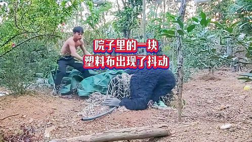 院子里的塑料布出现了抖动，男人查看却吓得晕倒，里面躲着怪东西