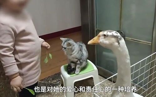 “养鱼必备神器,农村鱼塘养殖必备药,宠物主人看过来!”