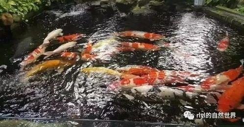 “养鱼达人:她家的鱼塘,比宠物还可爱!”