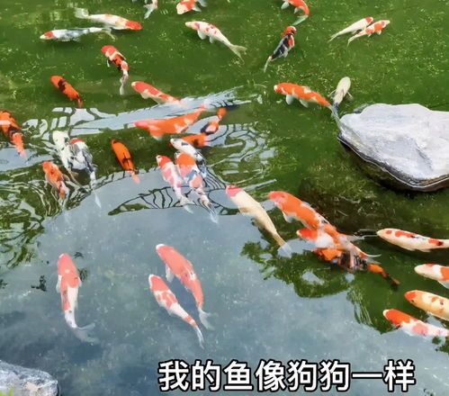 “养鱼达人:她家的鱼塘,比宠物还可爱!”