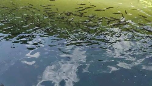 长流水鱼塘养鱼,宠物鱼养殖攻略!