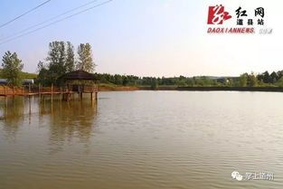 “鱼塘宠物控,清水鱼塘养锦鲤,美不胜收!”