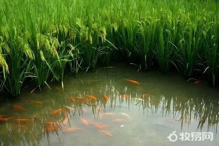 水塘养鱼方法