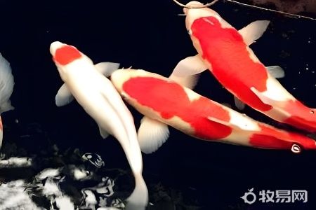 鱼塘养鱼怎么养