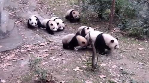 熊猫妈妈带6胞胎炸街，却秒变灾难片现场，熊妈当场崩溃！