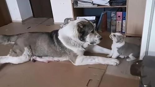 小奶狗不肯回窝睡觉，还朝妈妈发火，狗妈的反应太真实！