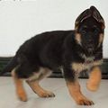 赶紧进来抢购吧 杭州犬舍出售世界各类名犬 质量三包 德牧 狼狗_1