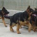 赶紧进来抢购吧 杭州犬舍出售世界各类名犬 质量三包 德牧 狼狗_0