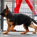 赶紧进来抢购吧 杭州犬舍出售世界各类名犬 质量三包 德牧 狼狗_5