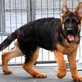 赶紧进来抢购吧 杭州犬舍出售世界各类名犬 质量三包 德牧 狼狗_3