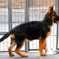 赶紧进来抢购吧 杭州犬舍出售世界各类名犬 质量三包 德牧 狼狗_4