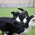 【妈比爸比，我们去哪里啊？】闻堰遛狗小分队上周集体活动_2