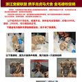 迎中秋，浙江宠爱联盟 推出优惠超低价各种犬只销售