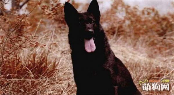 世界名犬——德国牧羊犬（畜牧犬）