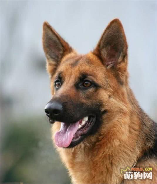 世界名犬——德国牧羊犬（畜牧犬）