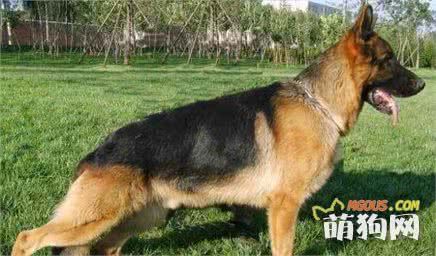 世界名犬——德国牧羊犬（畜牧犬）