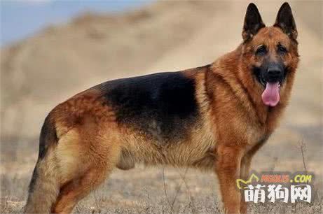 世界名犬——德国牧羊犬（畜牧犬）