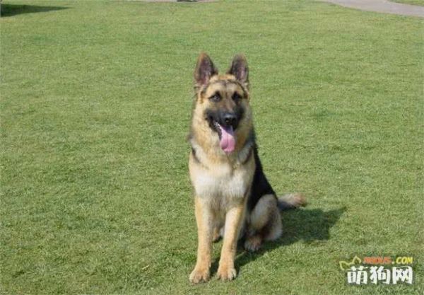 世界名犬——德国牧羊犬（畜牧犬）