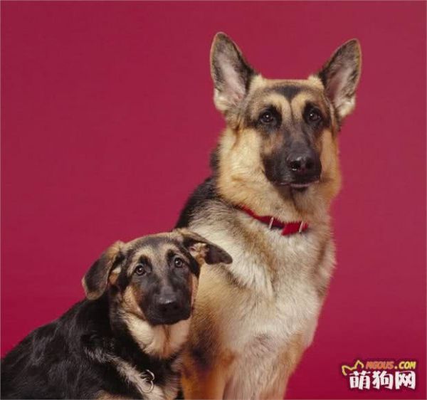 世界名犬——德国牧羊犬（畜牧犬）