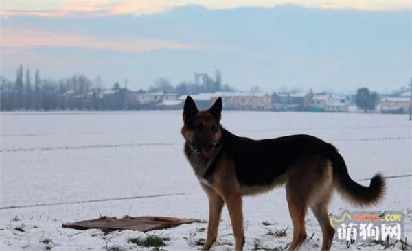 世界名犬——德国牧羊犬（畜牧犬）